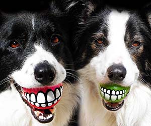 Grinning Teeth Dog Toy