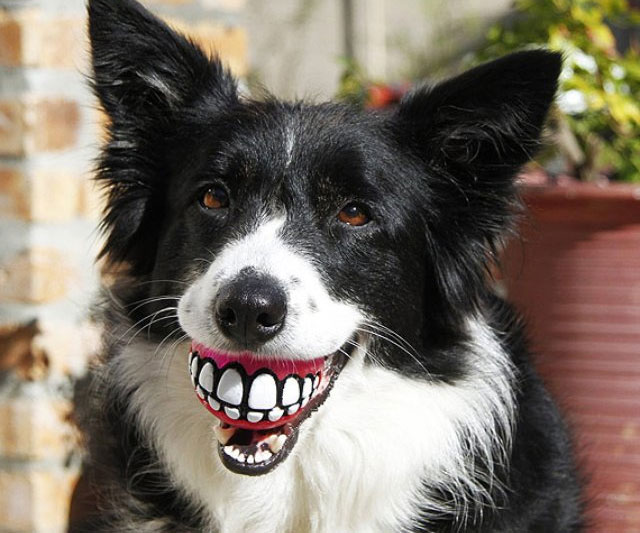 Grinning Teeth Dog Toy