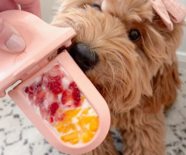 Groov Dog Training Toy