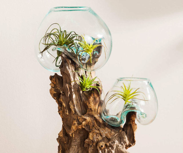 Hand-Blown Bubble Glass Terrarium