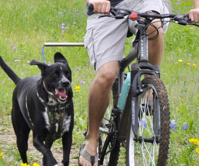 Hands Free Bicycle Leash