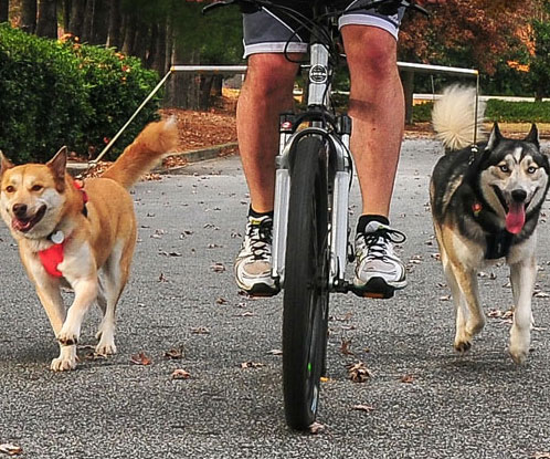 Hands Free Bicycle Leash
