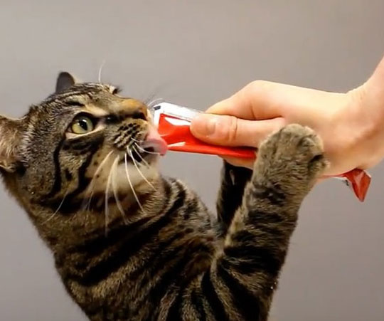 Yogurt Squeeze Pops For Cats