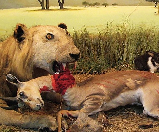 Crap Taxidermy Book