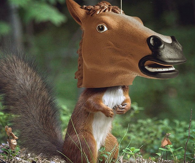 Horse Head Squirrel Feeder