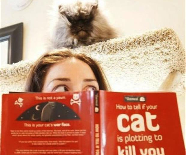 Your Cat Is Plotting To Kill You Book