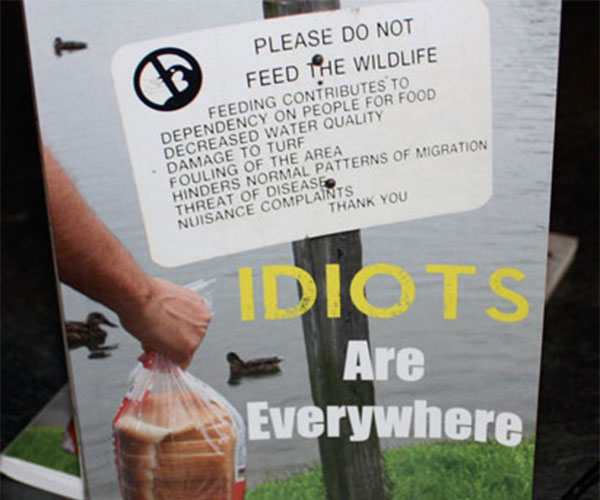 Idiots Are Everywhere Book
