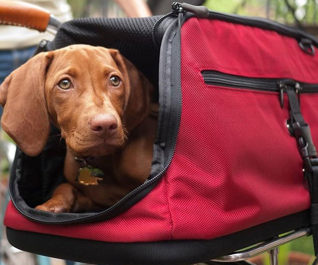 In-Cabin Pet Carrier