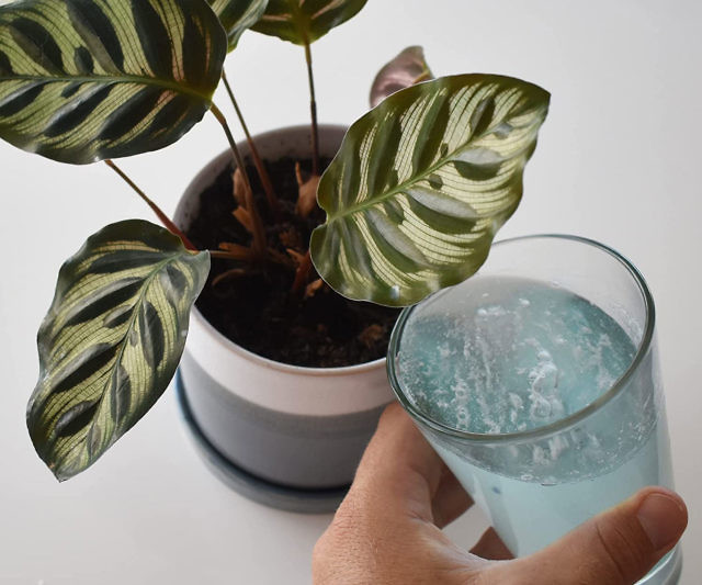 Instant Plant Food Tablets
