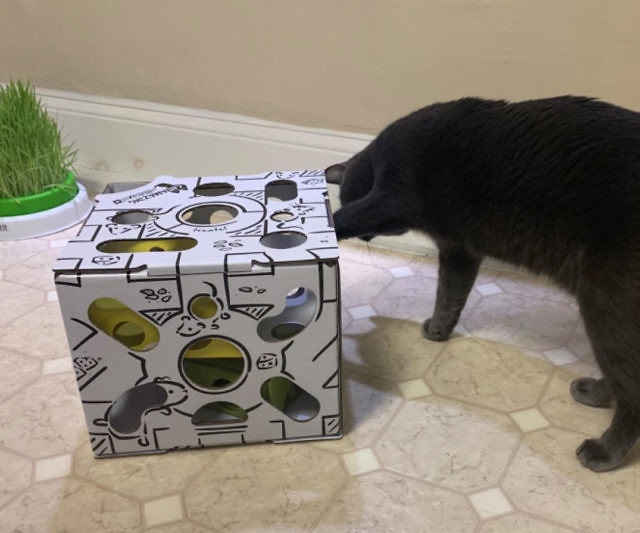 Interactive Treat Puzzle Cat Toy