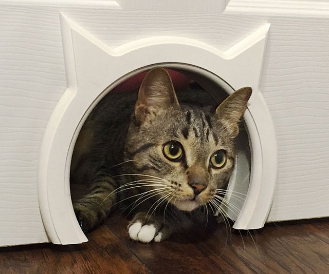 Interior Cat Door
