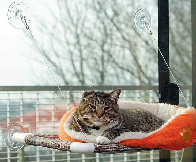 Cat Window Perch