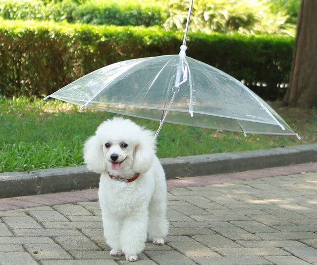 The Dog Umbrella