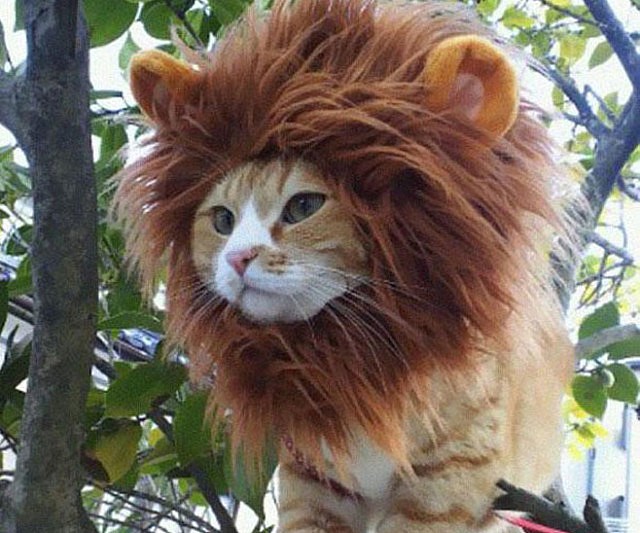 Lion Cat Hat