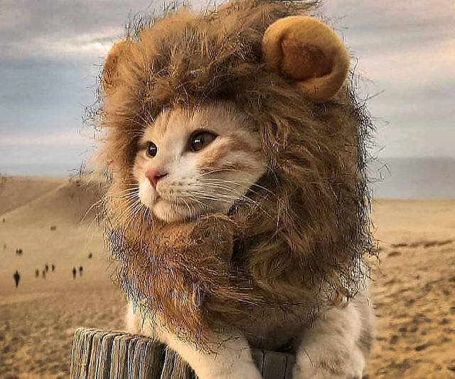 Lion Cat Hat
