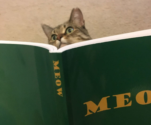 Meow The Book For Cats
