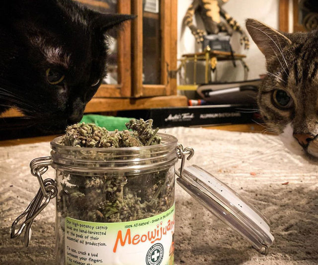 Meowijuana Premium Catnip