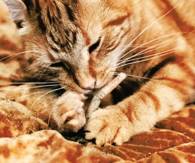 Meowijuana Catnip Preroll Joints