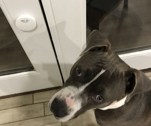 Smart Dog Doorbell