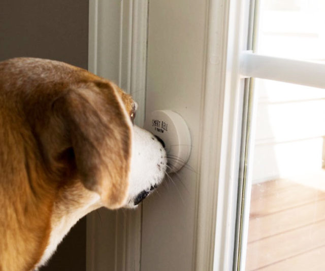 Smart Dog Doorbell