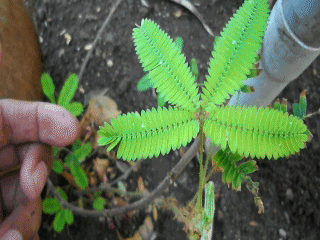 Touch Sensitive Plants