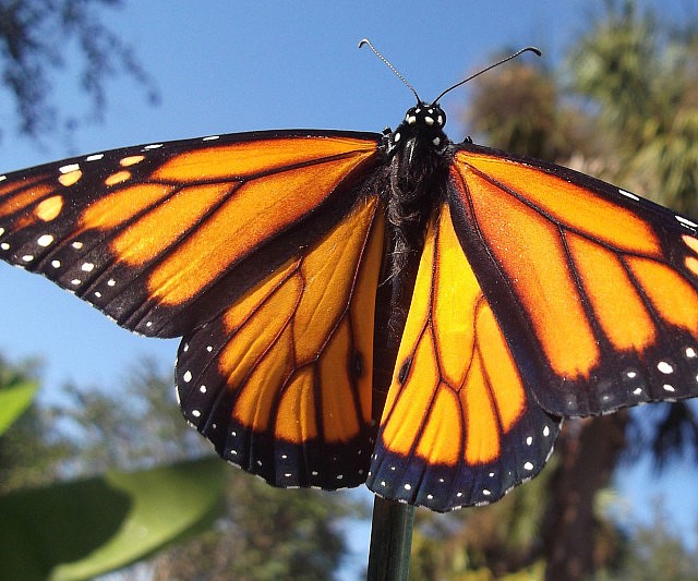 Monarch Butterfly Habitat Kit