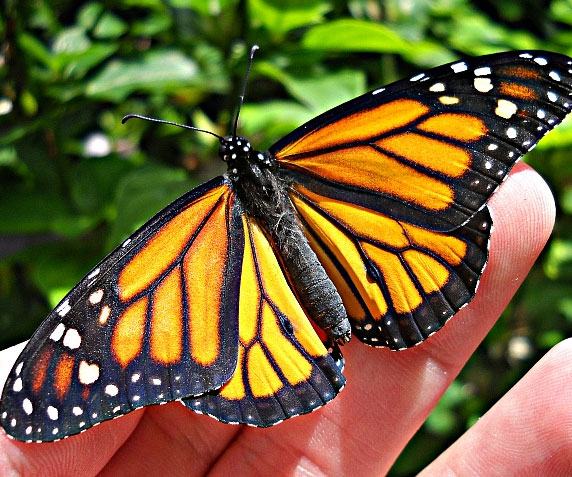 Monarch Butterfly Habitat Kit