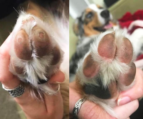 Musher’s Pet Paw Protection Wax