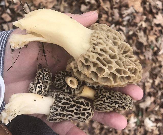 Backyard Morel Mushroom Growing Kit
