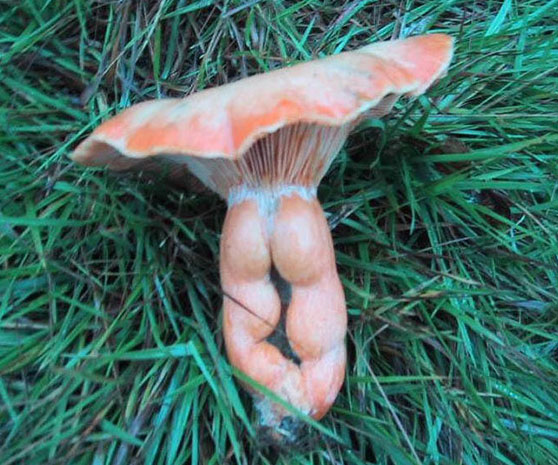 Nature’s Butts Calendar