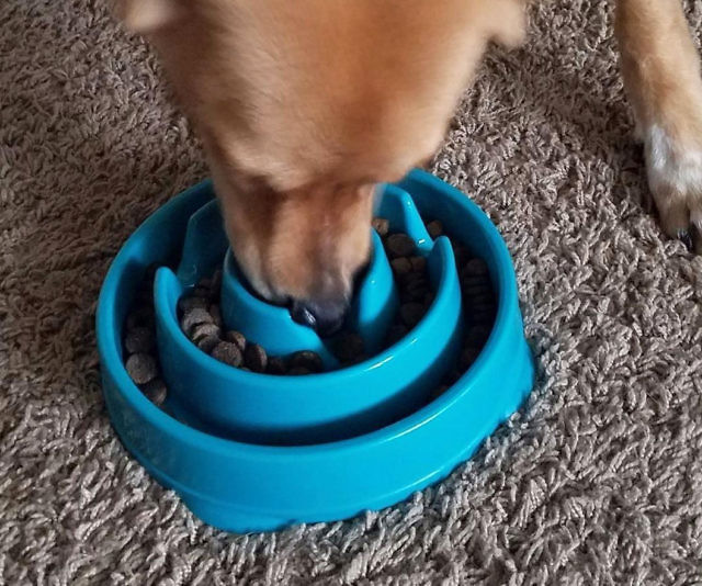 Slow Feed Dog Bowl