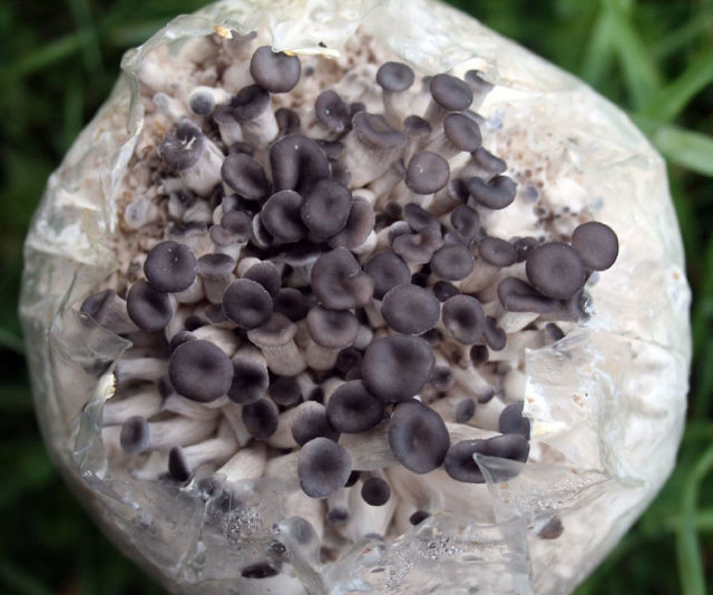 Oyster Mushroom Growing Kit