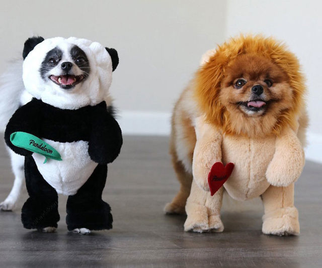 Dog Panda Costume