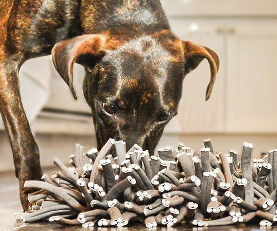 Foraging & Feeding Mat For Dogs