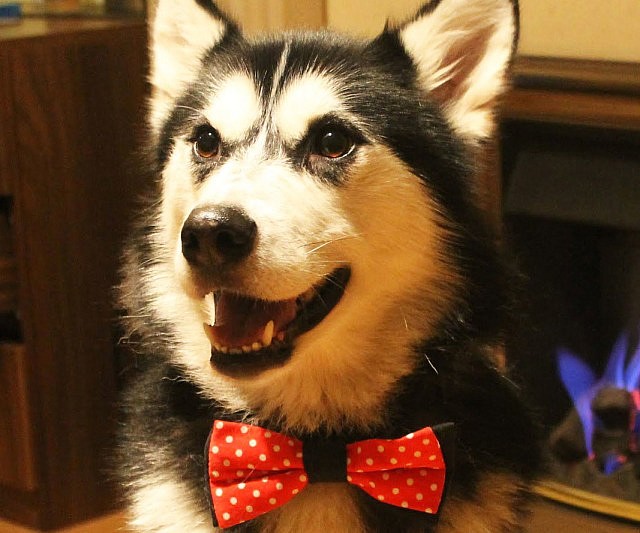 Pet Bowtie