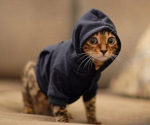 Pet Hoodies