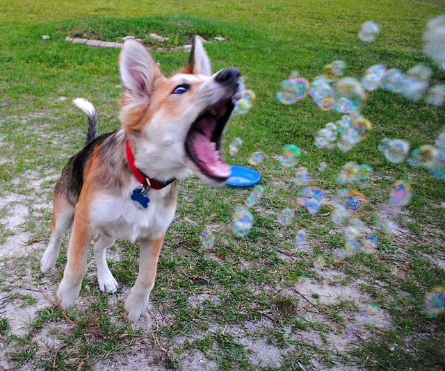 Flavored Edible Bubbles For Dogs