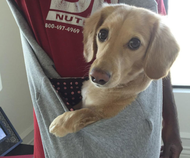Pet Sling Carrier