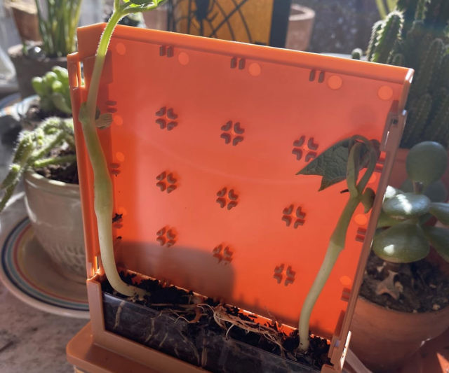 Plant Maze Science Kit