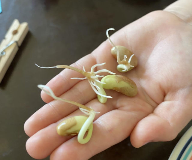 Plant Maze Science Kit