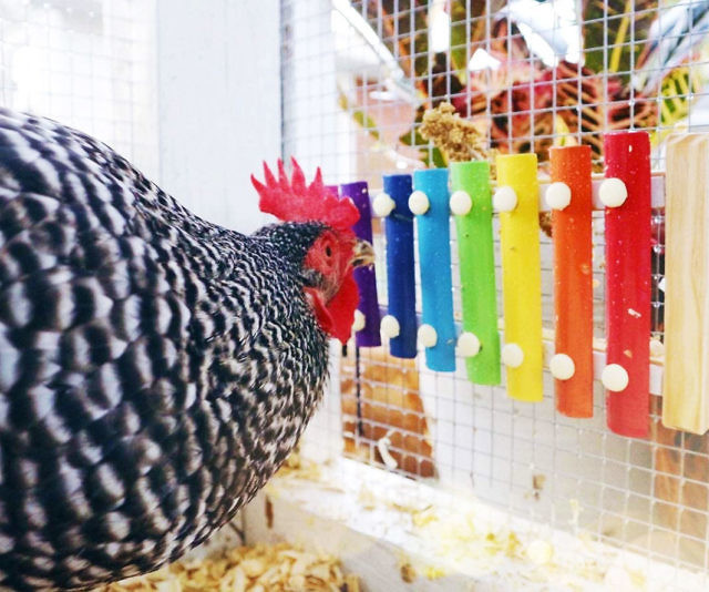 Playable Chicken Xylophone