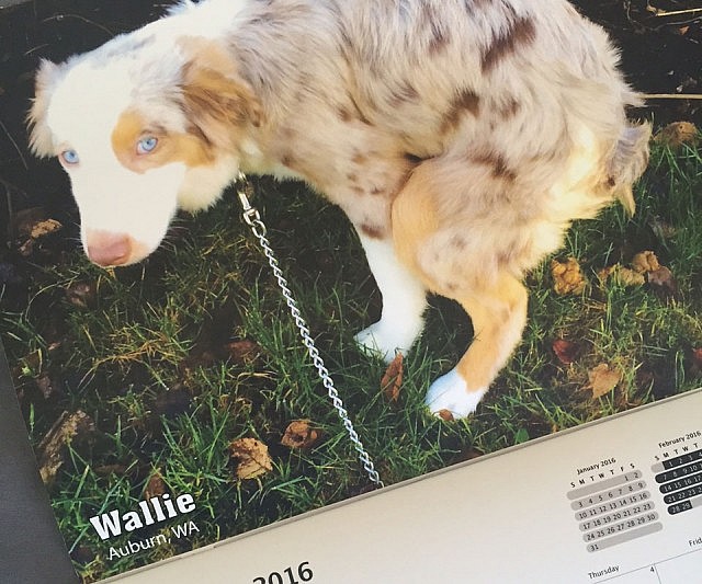 Pooping Dogs Calendar