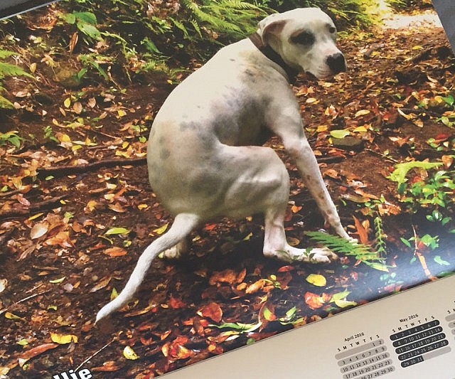 Pooping Dogs Calendar
