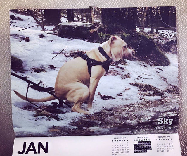 Pooping Dogs Calendar