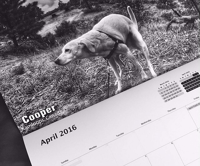 Pooping Dogs Calendar