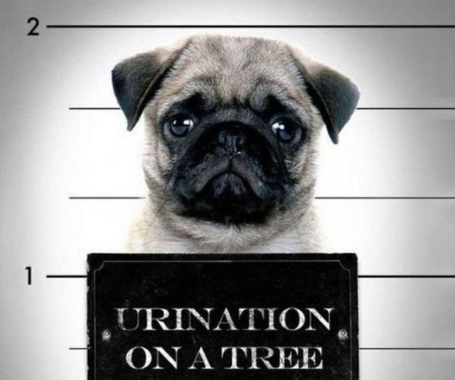 Pug Shots Book