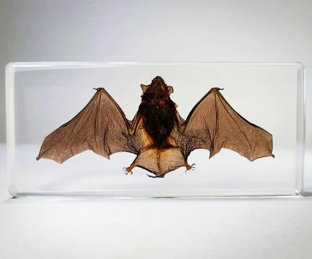 Real Bat Taxidermy