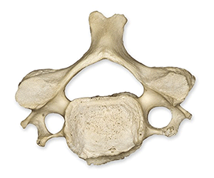 Real Human Bones