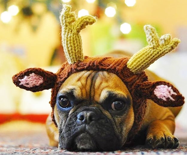 Reindeer Neck and Ear Warmer Dog Snood