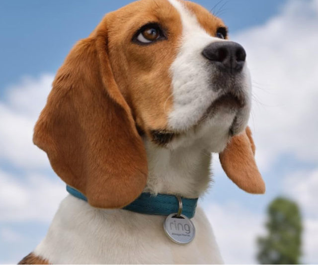 Ring Pet Tag